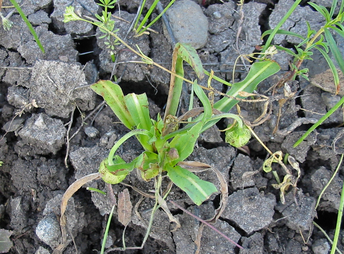 Microseris laciniata ssp. detlingii