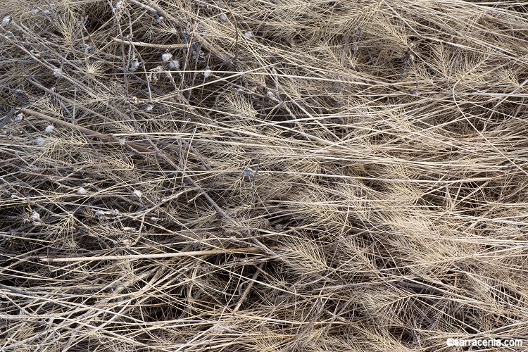Elymus caput-medusae