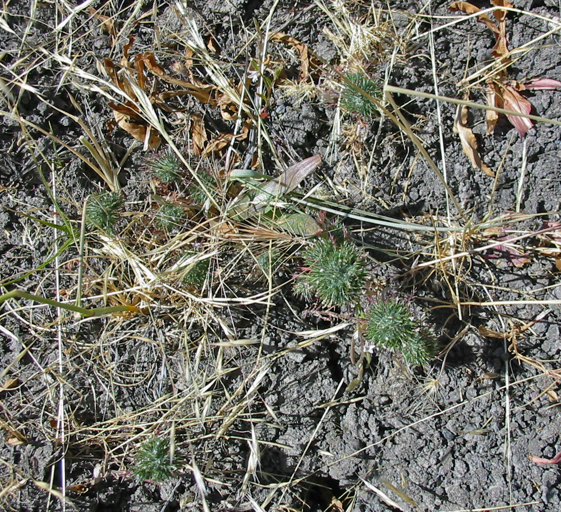 Navarretia heterandra