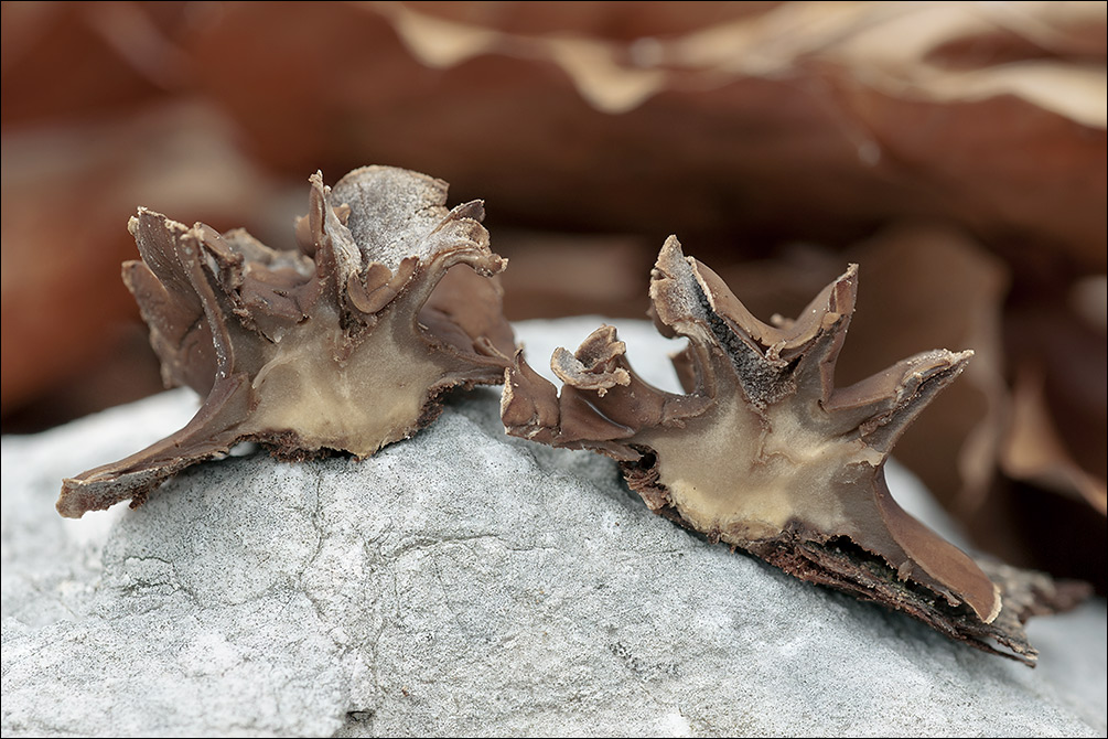 Encoelia furfuracea