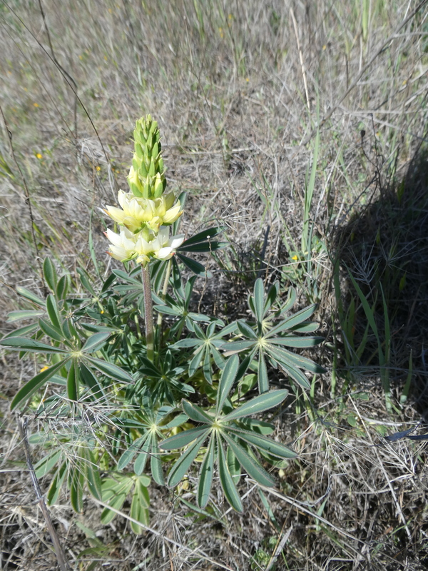 Lupinus luteolus