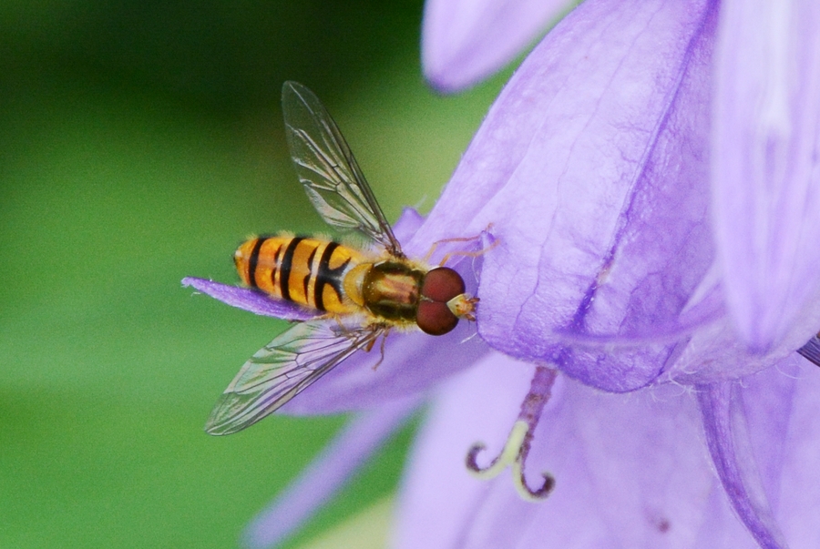 Episyrphus balteatus Episyrphus balteatus