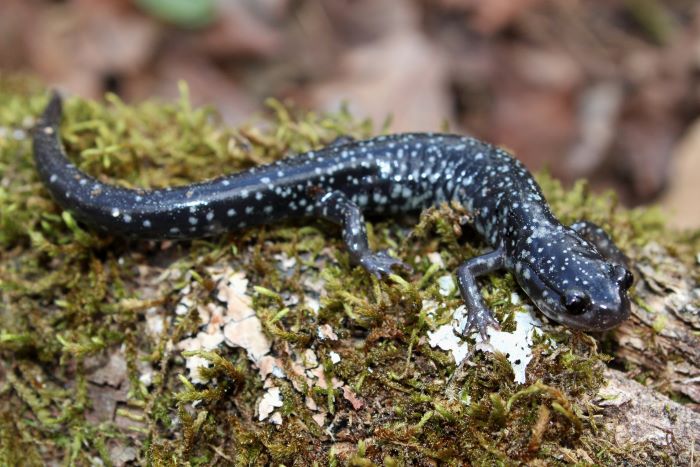 Plethodon cylindraceus