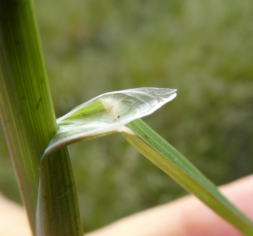 Pleuropogon californicus var. californicus