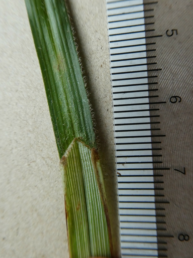 Carex gynodynama