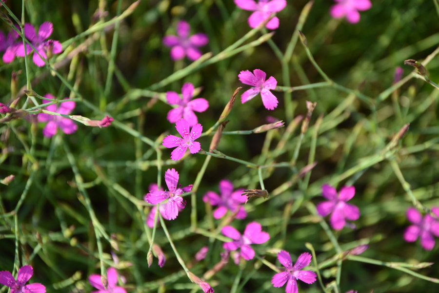 Dianthus deltoides