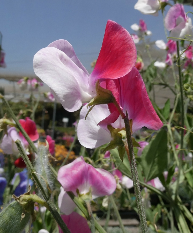 Lathyrus odoratus