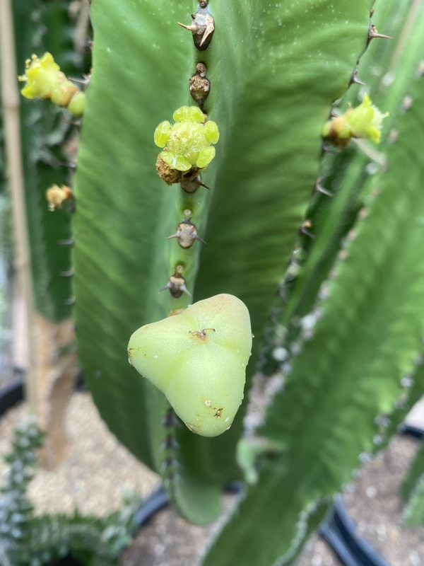 Euphorbia ammak