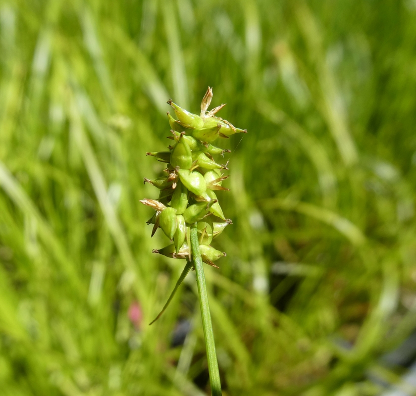 Carex divulsa