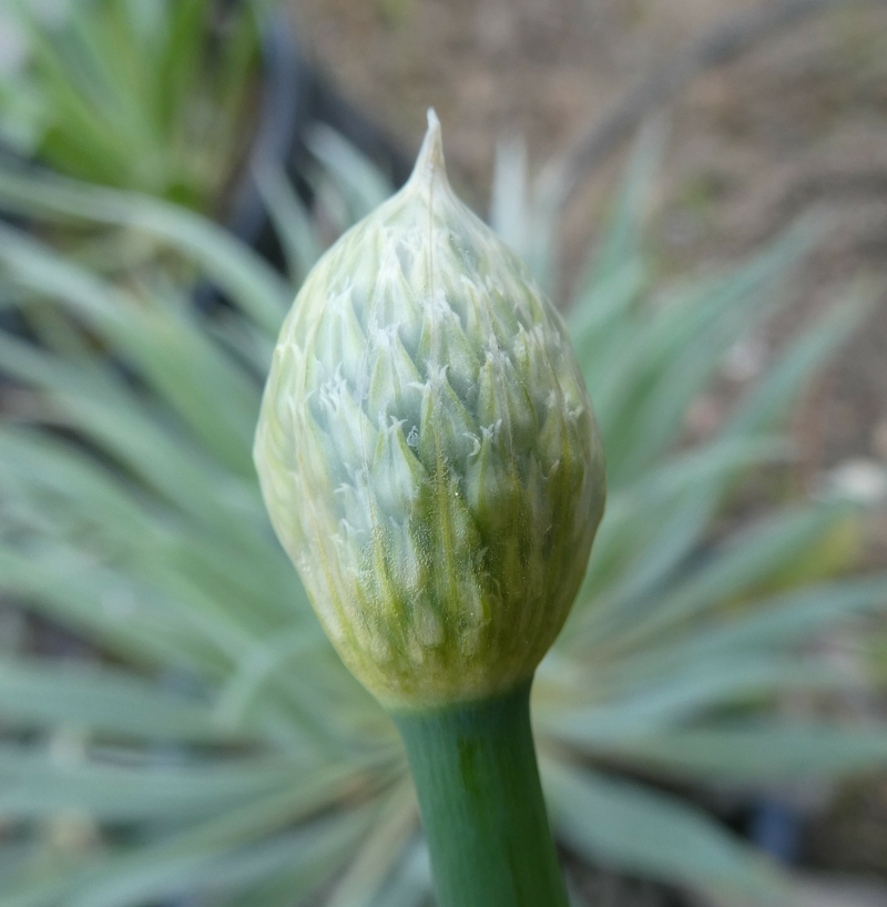 Allium cepa