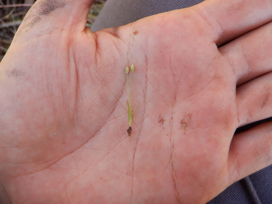 Juncus luciensis