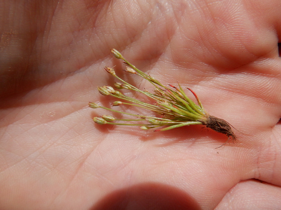 Juncus luciensis