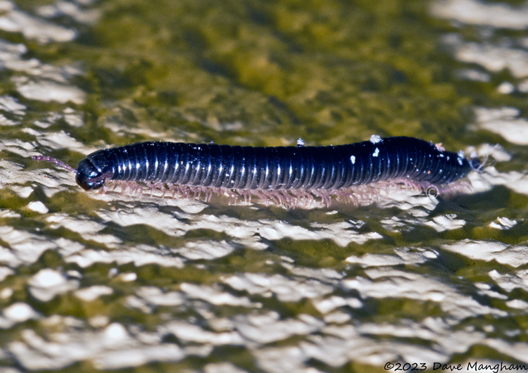 Ommatoiulus moreleti