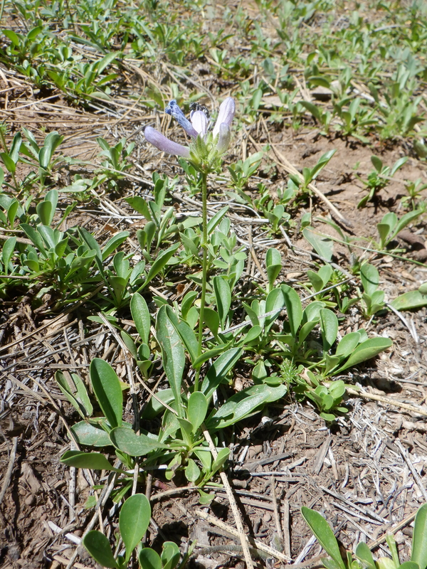Penstemon heterodoxus var. shastensis Penstemon heterodoxus var. shastensis