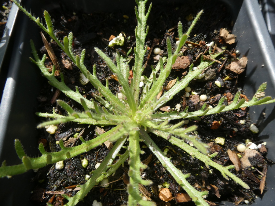 Layia pentachaeta ssp. albida