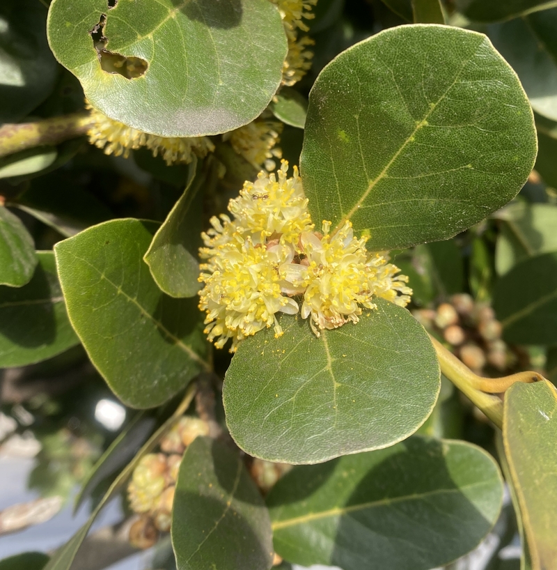 Laurus nobilis