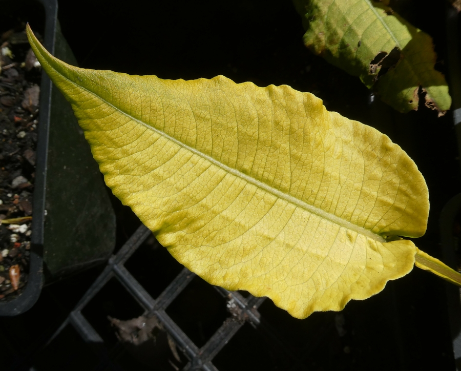 Bistorta amplexicaulis