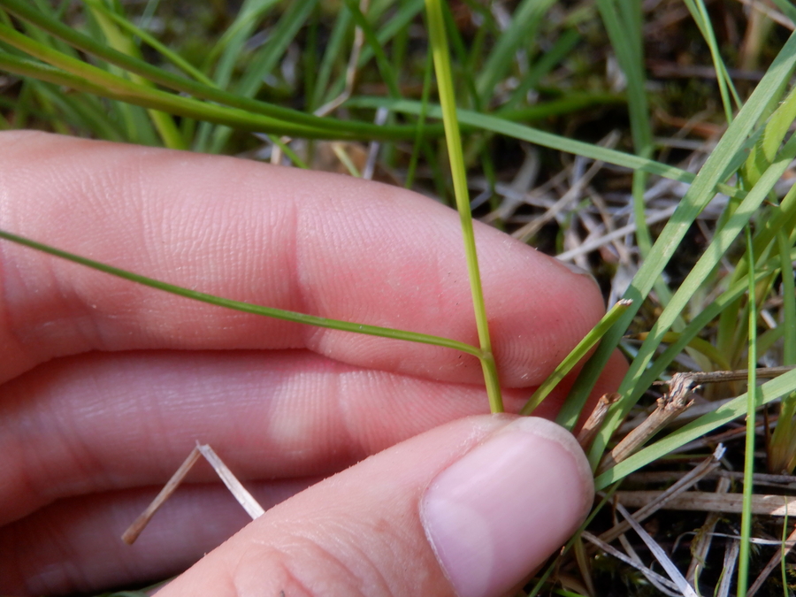 Juncus dudleyi Juncus dudleyi