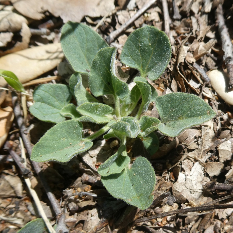 Calystegia subacaulis