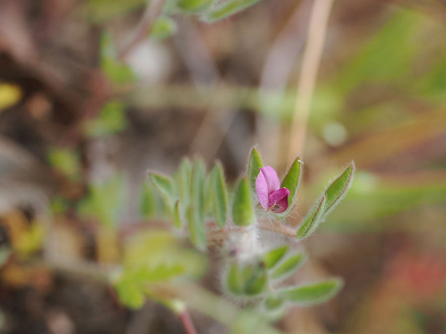 Acmispon rubriflorus Acmispon rubriflorus