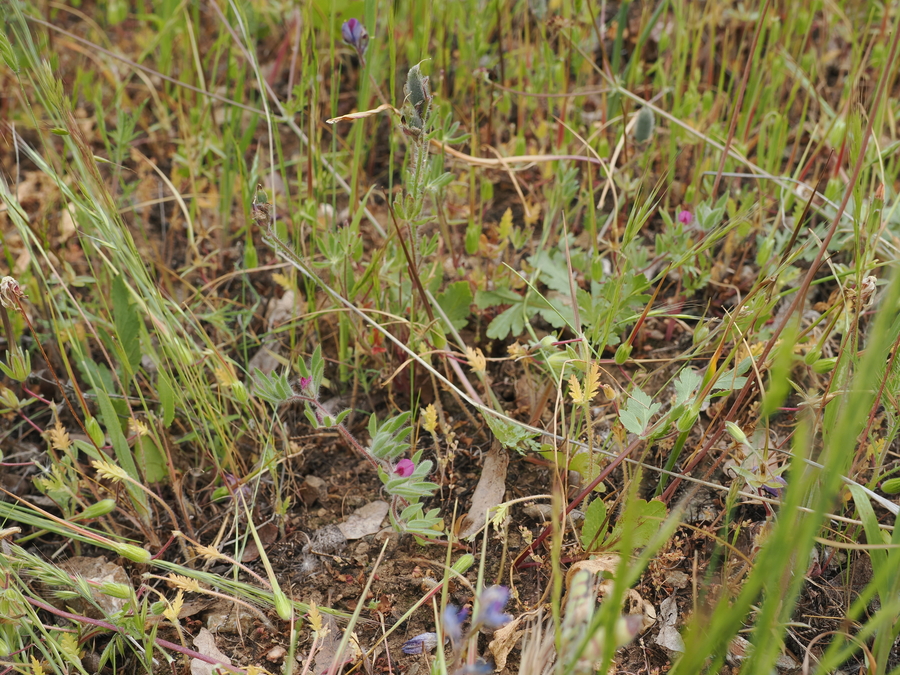 Acmispon rubriflorus Acmispon rubriflorus
