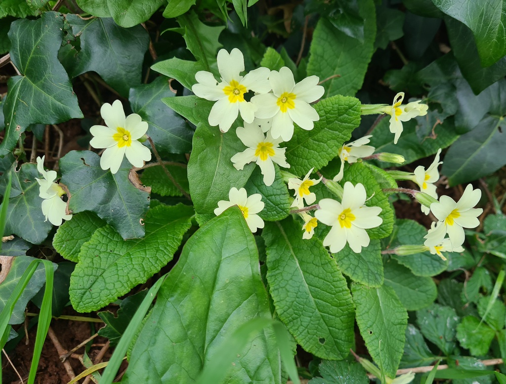 Primula vulgaris