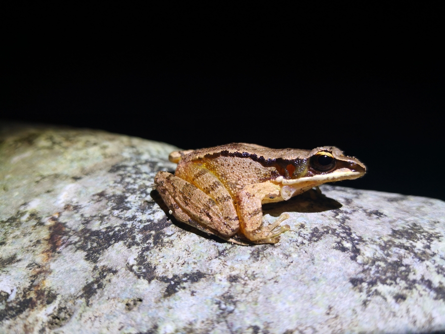 Concave-eared Torrent Frog by Shabnam Zaman