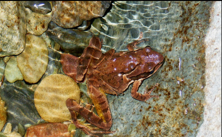 Odorrana tormota Odorrana tormota