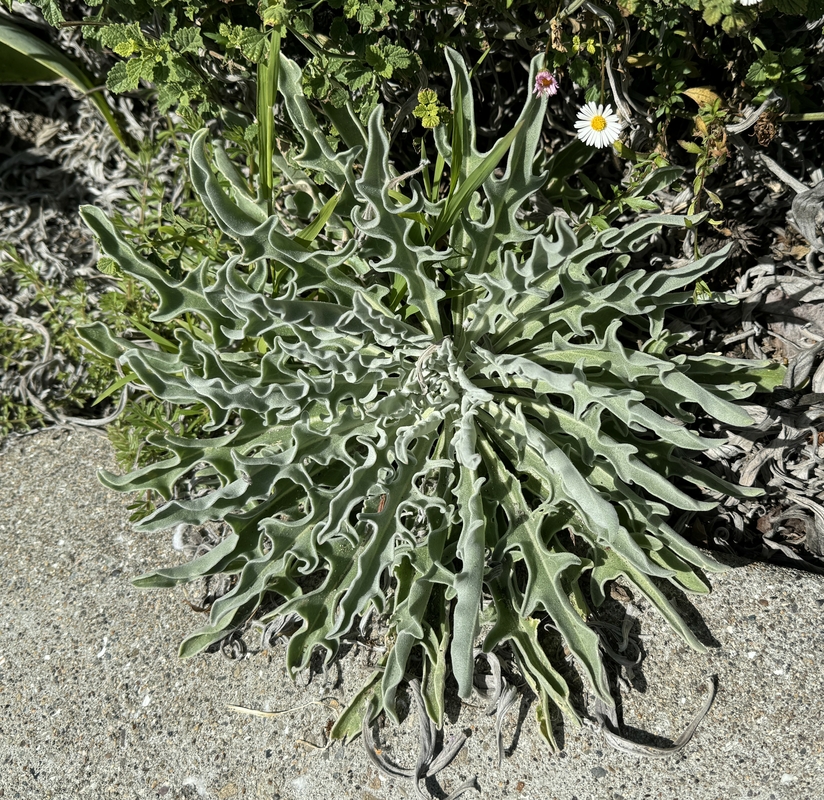 Matthiola sinuata