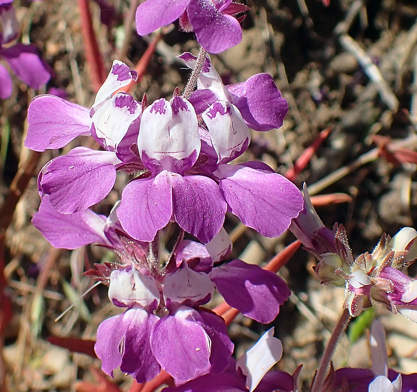 Collinsia heterophylla var. heterophylla Collinsia heterophylla var. heterophylla