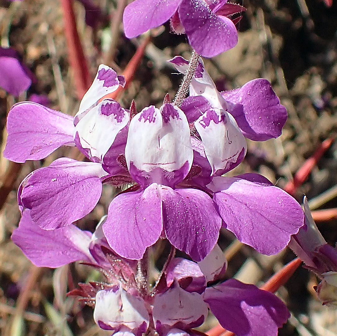 Collinsia heterophylla var. heterophylla Collinsia heterophylla var. heterophylla
