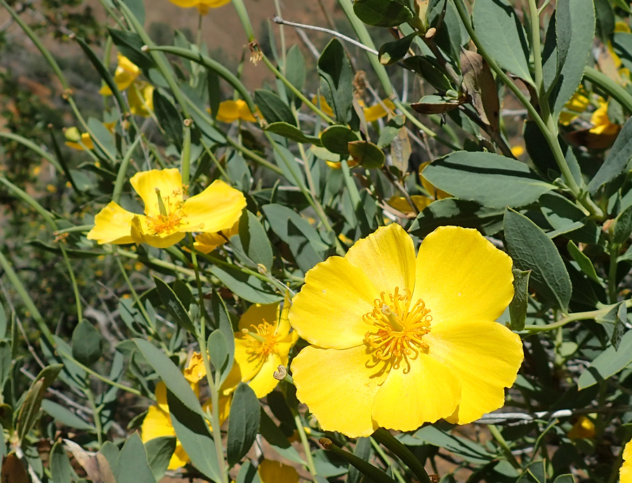 Dendromecon rigida Dendromecon rigida