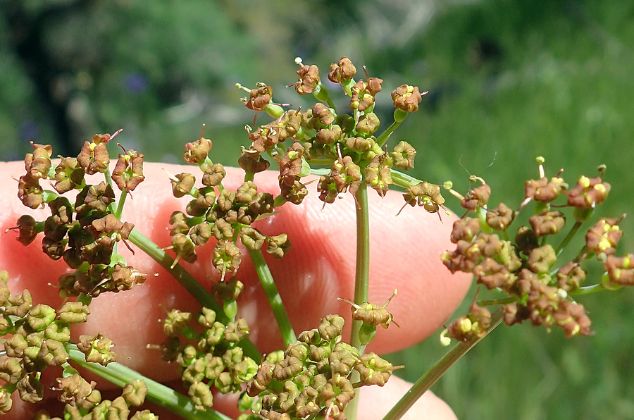 Lomatium multifidum