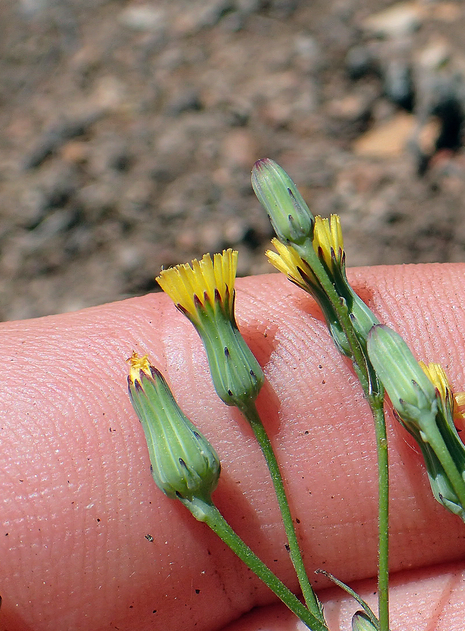 Malacothrix clevelandii Malacothrix clevelandii