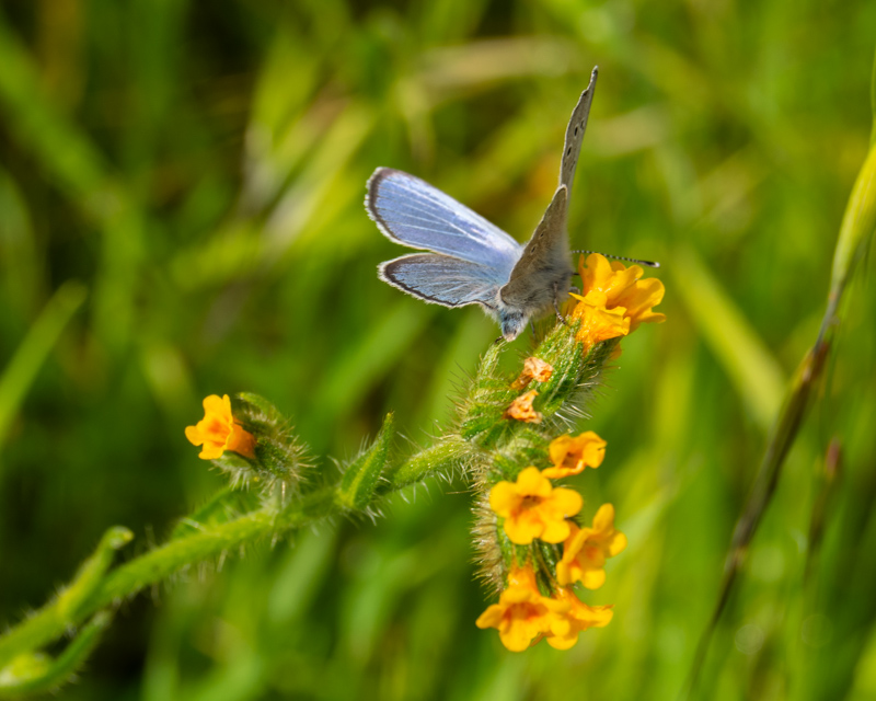 Amsinckia intermedia