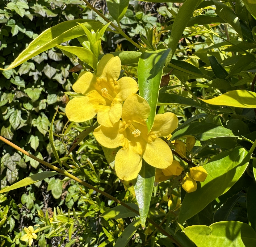 Gelsemium sempervirens