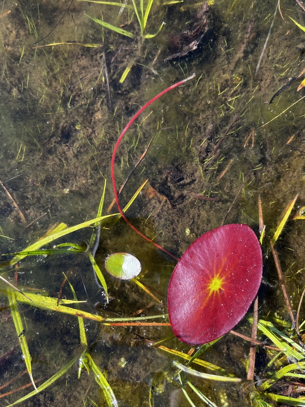 Brasenia schreberi Brasenia schreberi