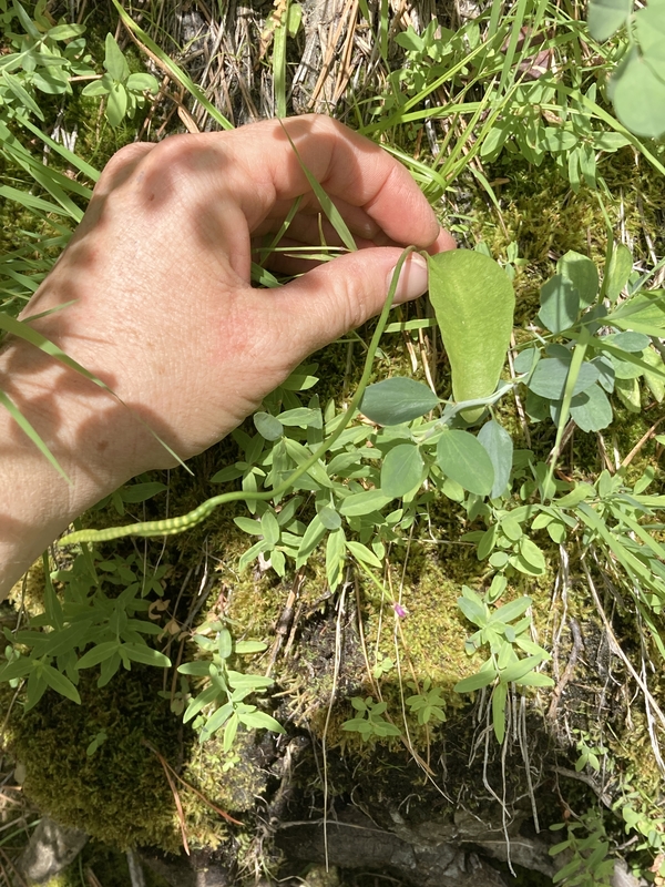 Ophioglossum pusillum