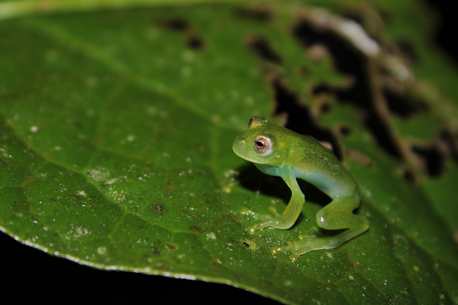 Vitreorana franciscana