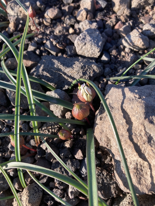 Allium tribracteatum