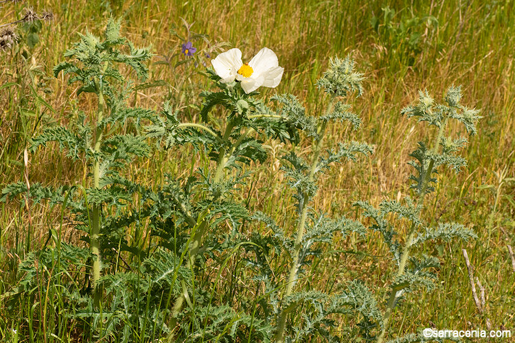 Argemone albiflora