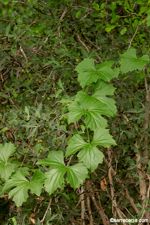 Ibervillea lindheimeri