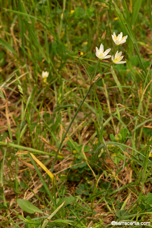 Nothoscordum bivalve