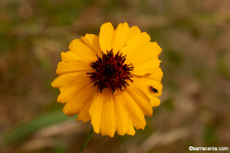 Thelesperma filifolium