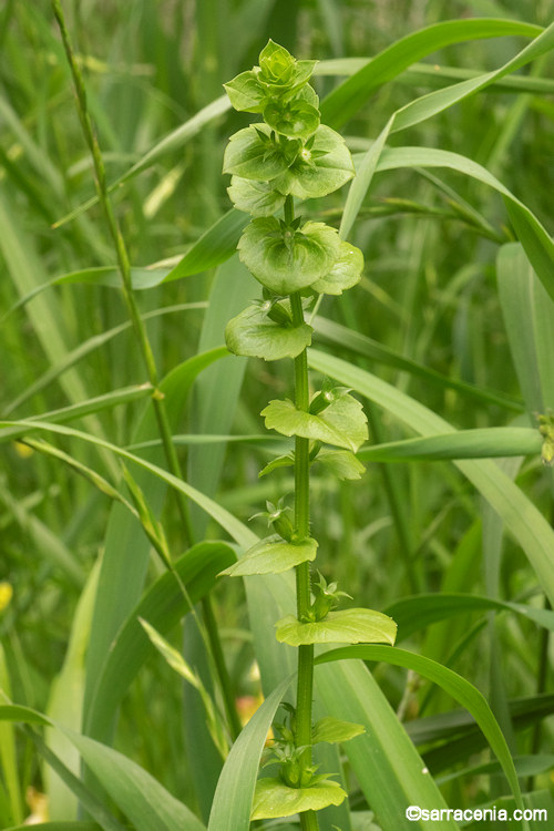 Triodanis perfoliata