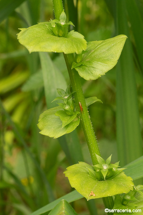Triodanis perfoliata