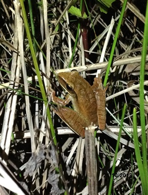 Boana albopunctata