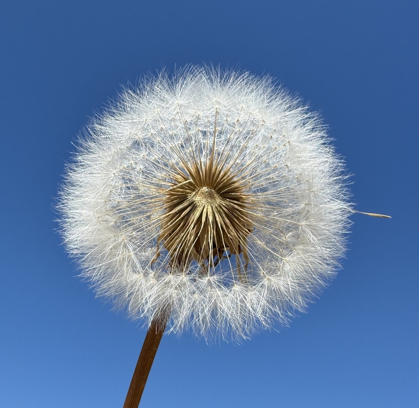 Agoseris grandiflora var. grandiflora