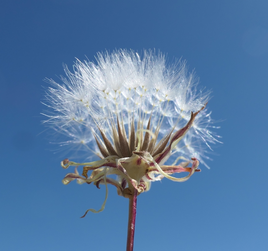 Agoseris heterophylla var. heterophylla