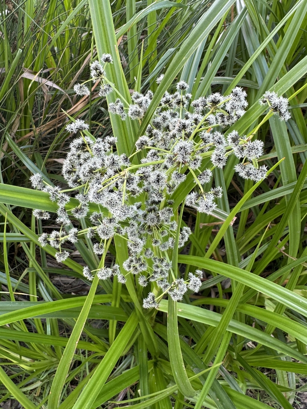 Scirpus microcarpus